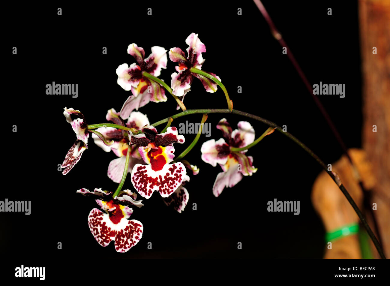 Orchid Flowers: Oncidium Tolumnia Stock Photo