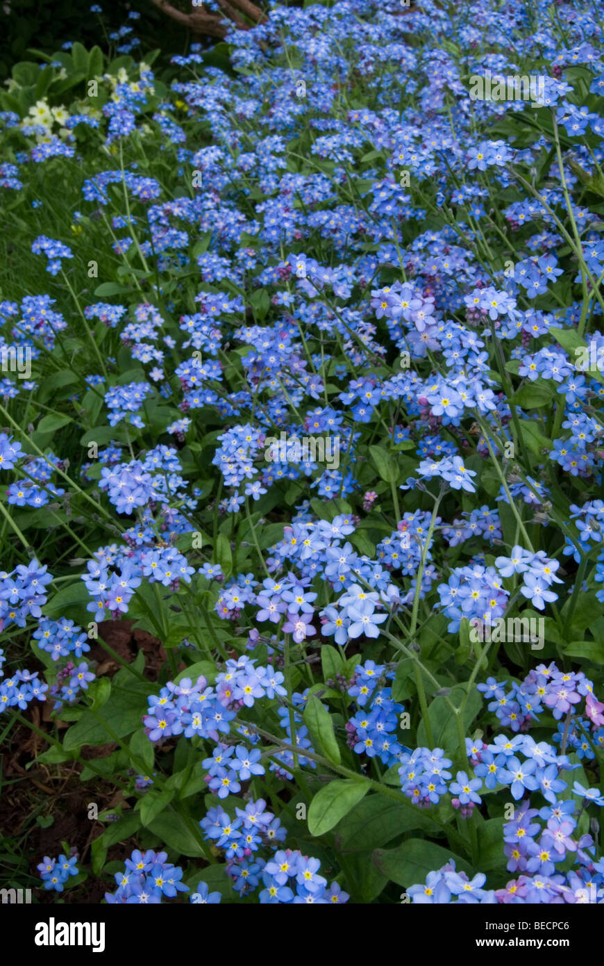 Myosotis sp Stock Photo Alamy