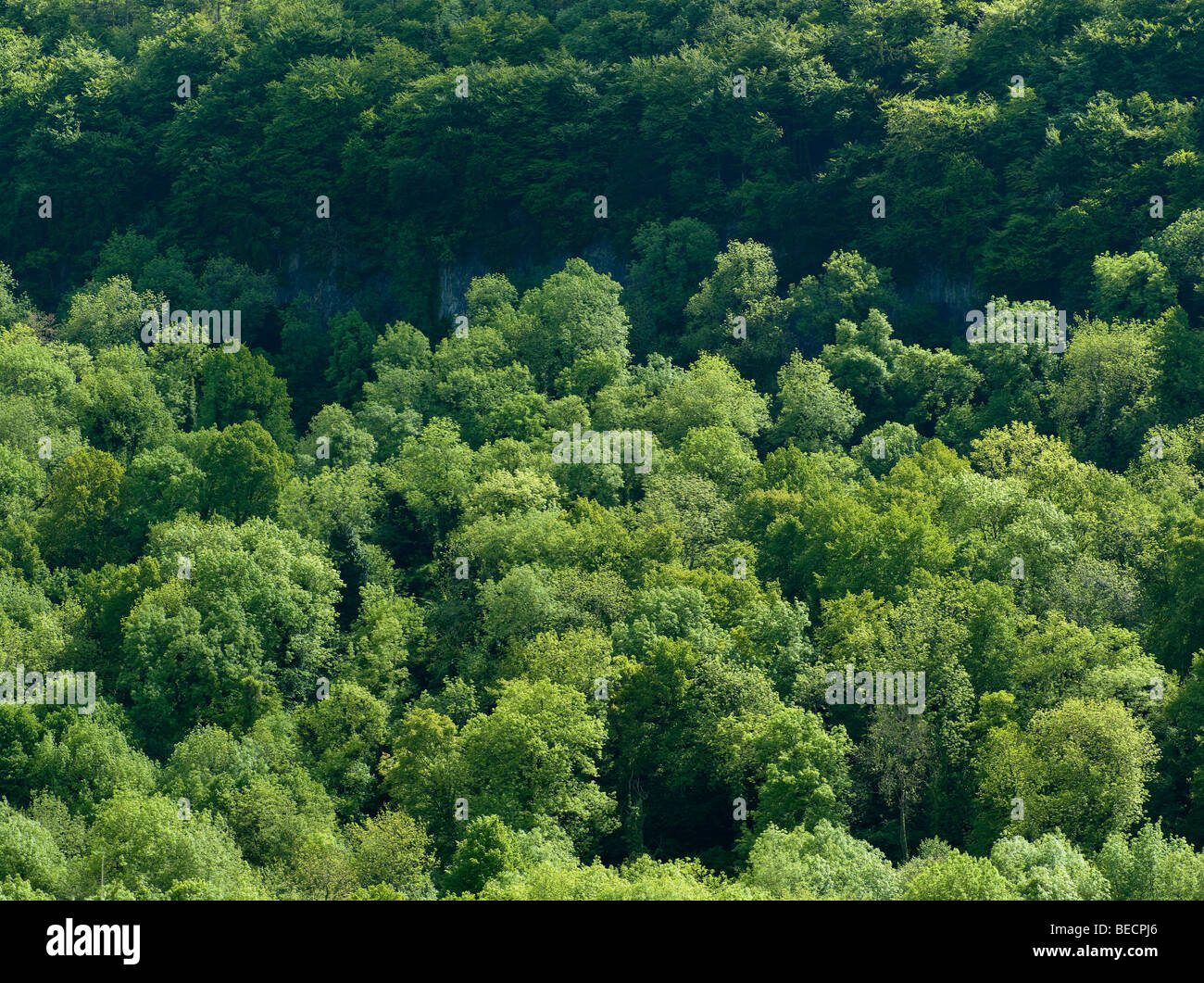 Trees on bank of River Wye, Wye Valley, Gloucestershire Englans. Stock Photo