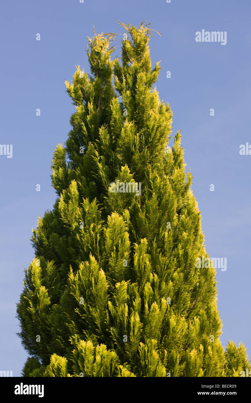 top of Thuja tree Stock Photo