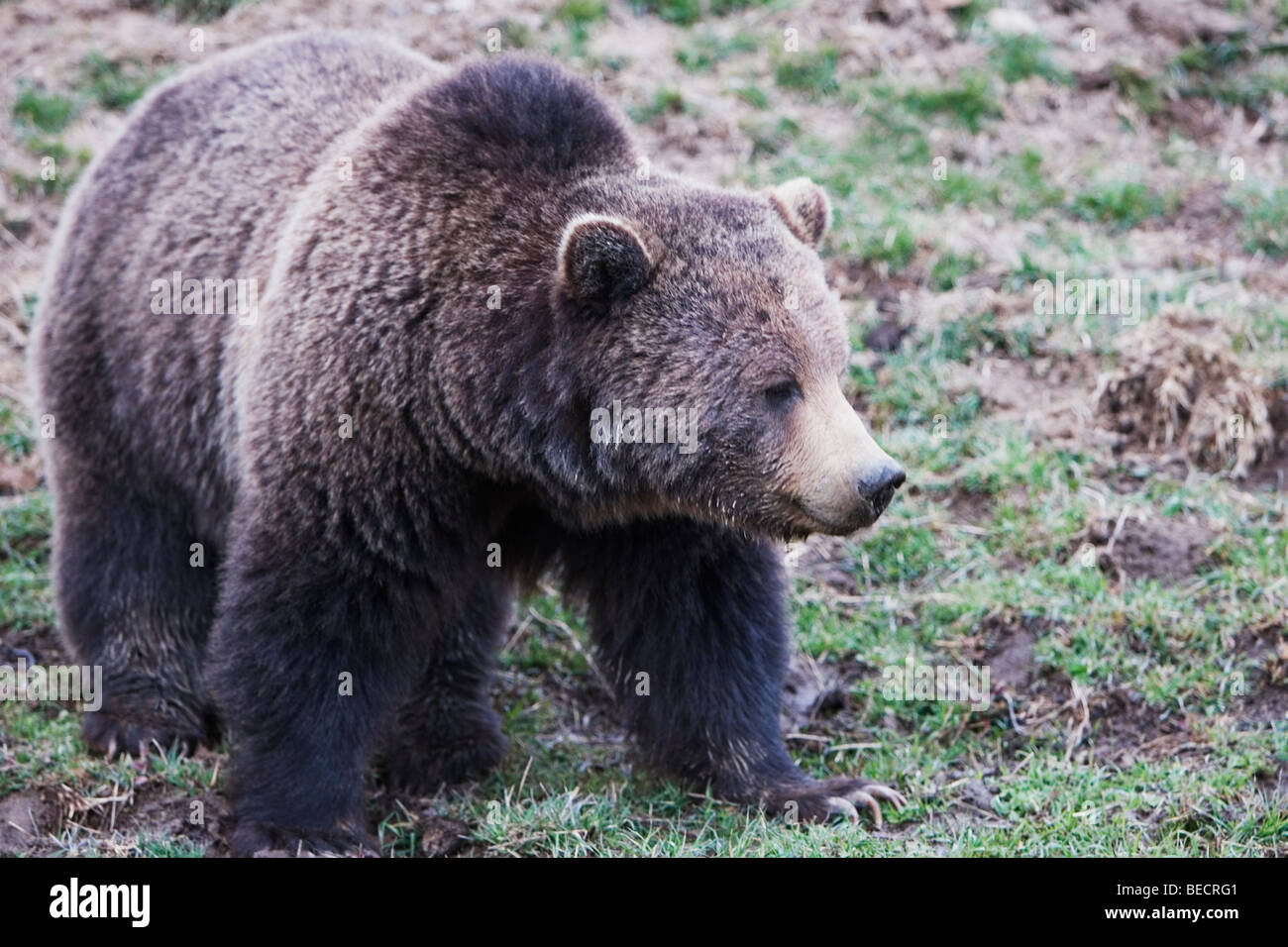 Brown bear ursus arctos in a national park hi-res stock photography and ...