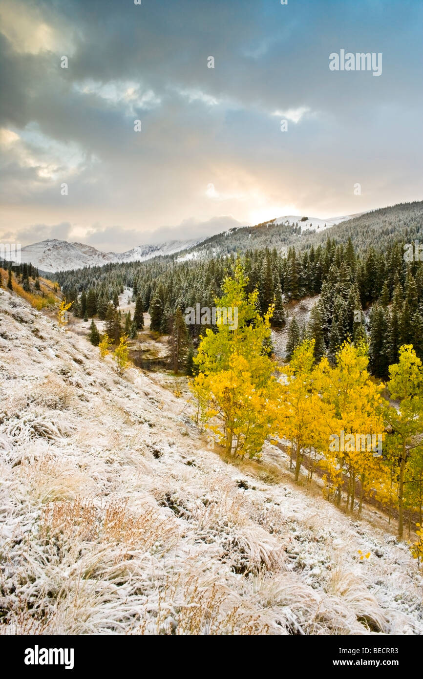 Frost, Aspen and Storm Stock Photo