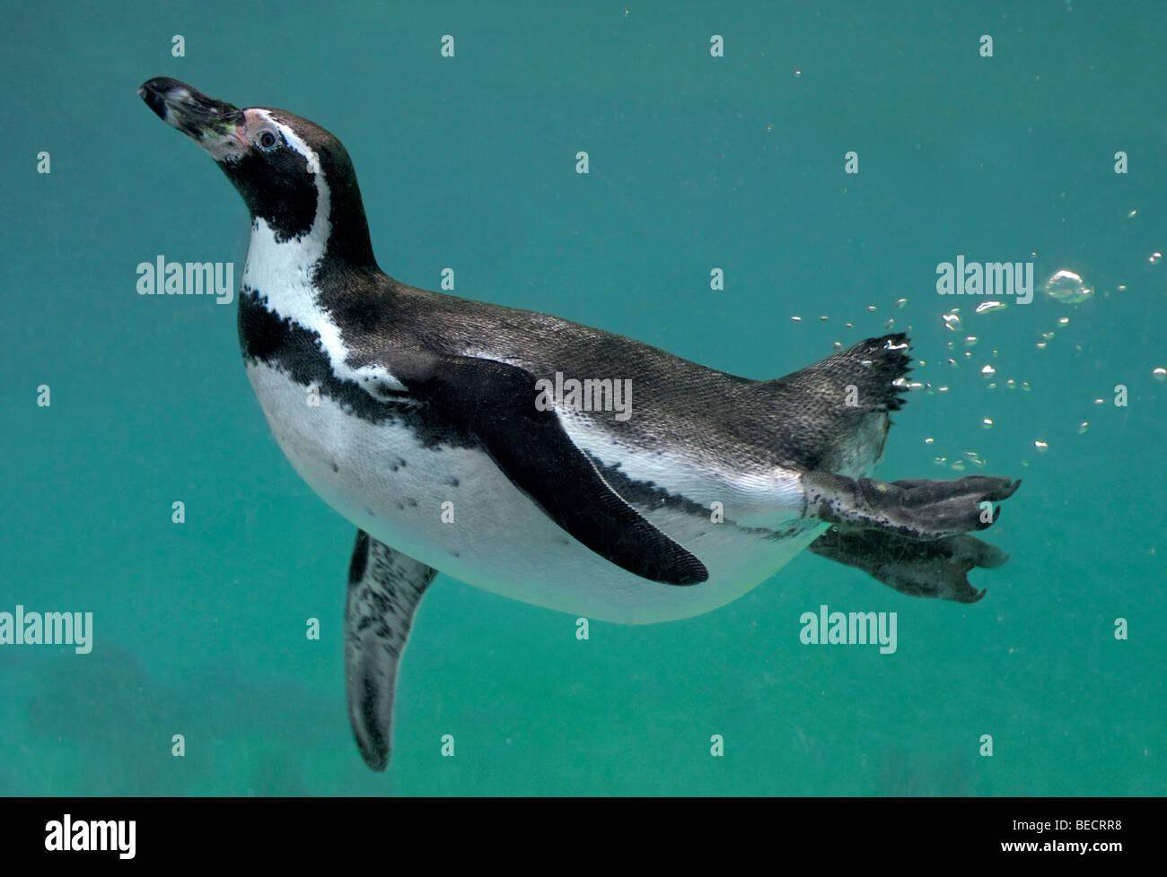 Humboldt Penguin (spheniscus humboldti) swimming underwater Stock Photo