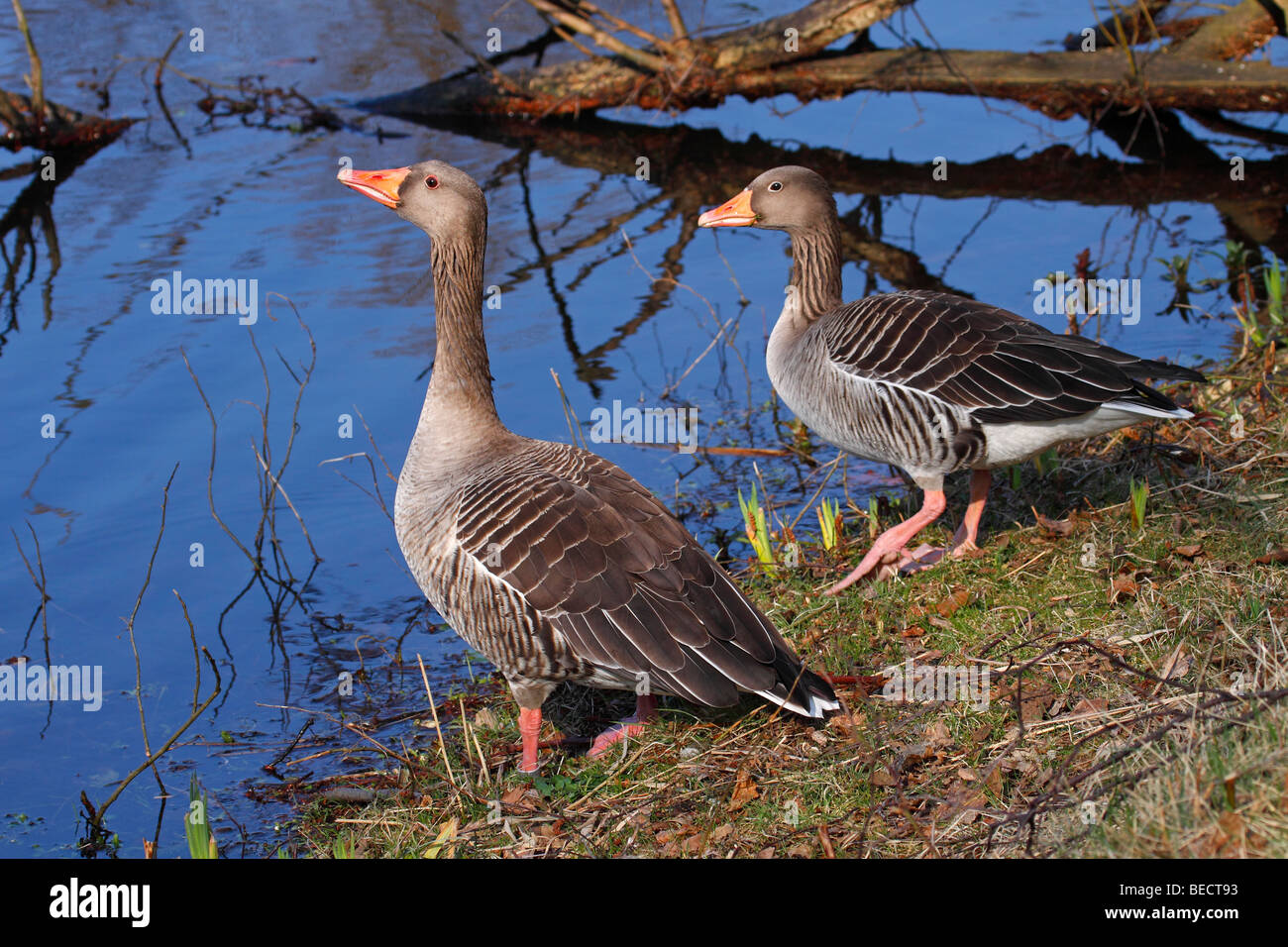 Pair of gray geese, grey goose, greylag goose, (Anser anser Stock Photo