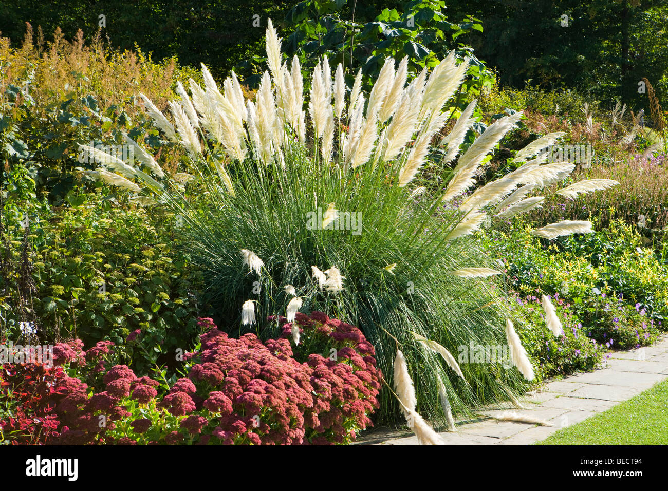 Pampas grass hires stock photography and images Alamy
