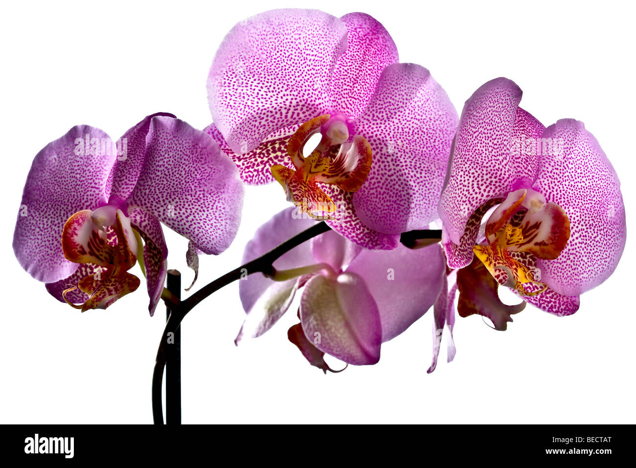 Orchid (Phalaenopsis) Stock Photo