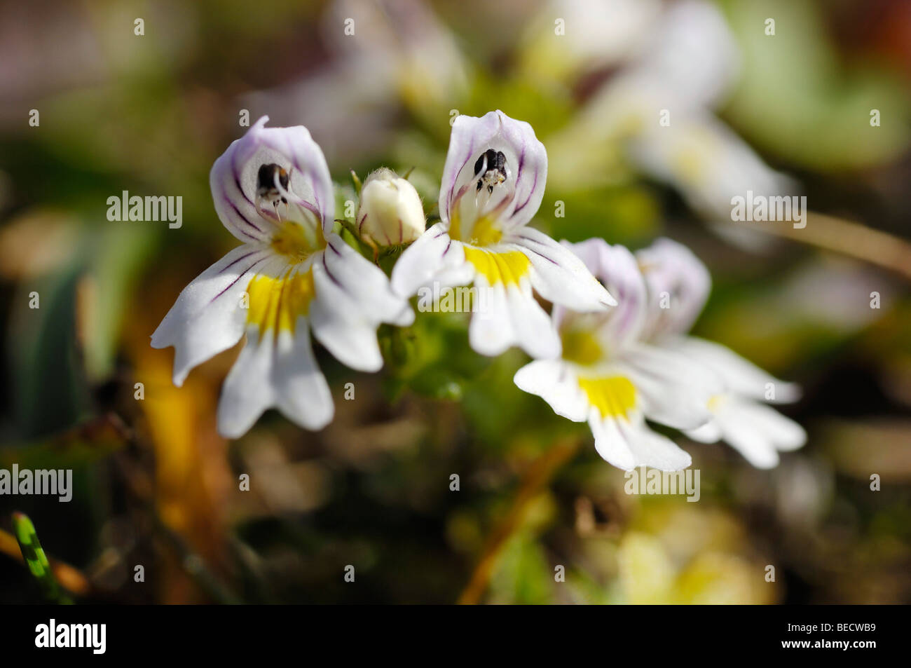 Eyebright (Euphrasia officinalis), medicinal plant Stock Photo