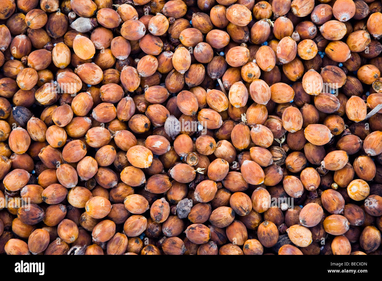 Palm seeds from the Queen Palm Syagrus romanzoffiana Stock Photo