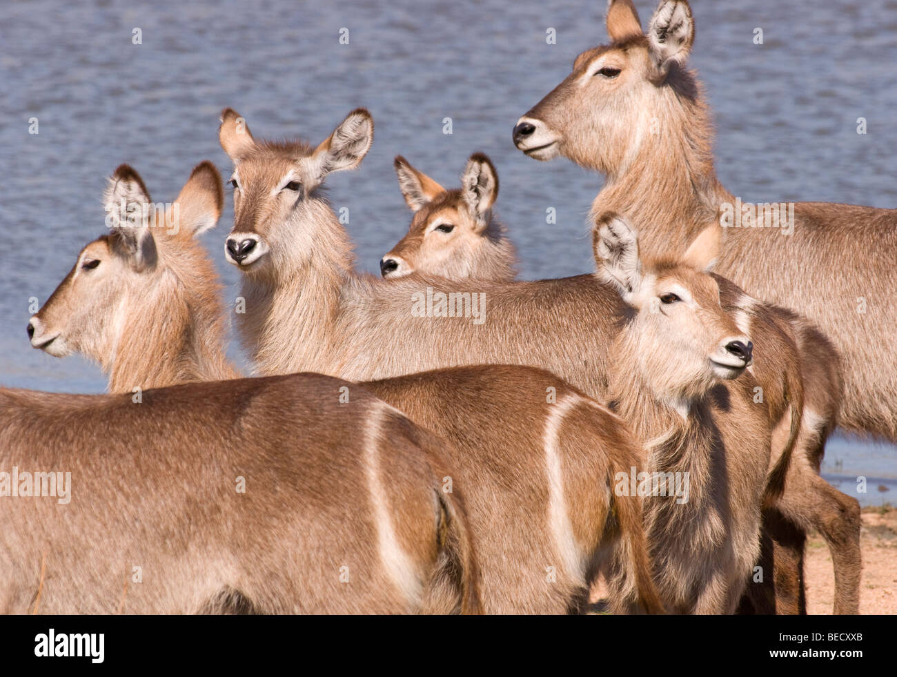Waterbuck herd at a waterhole Stock Photo