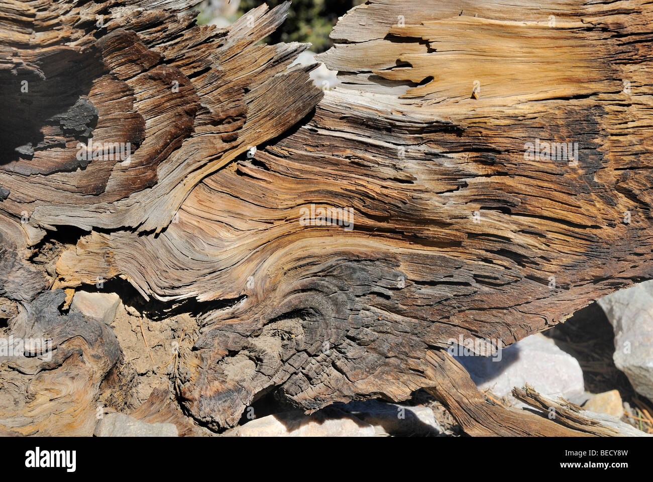 Wood structure of a Bristlecone Pine (Pinus aristata), Bristlecone Pine Grove, Great Basin National Park, Nevada, USA Stock Photo