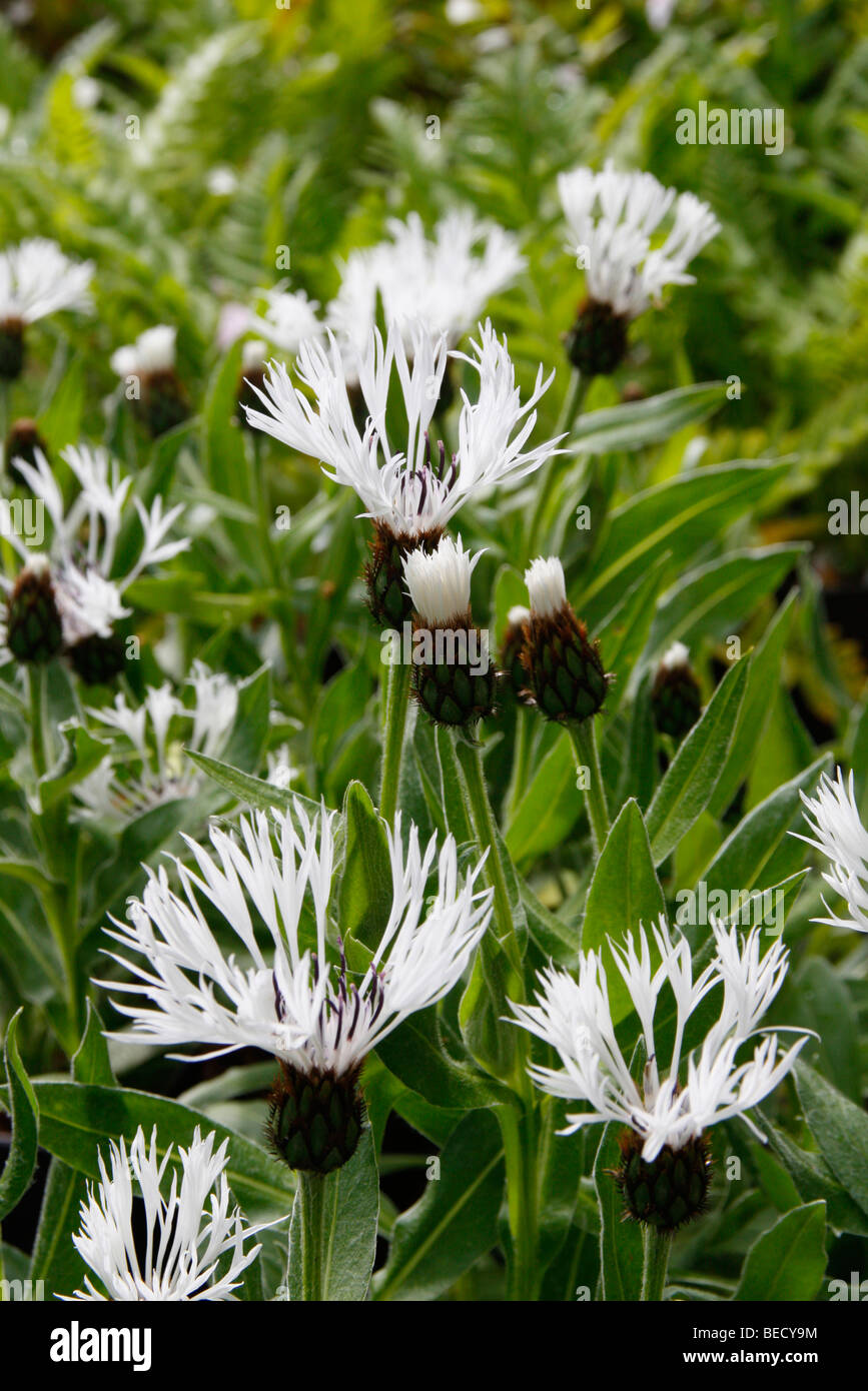 Centaurea montana 'Lady Flora Hastings' White knapweed Stock Photo