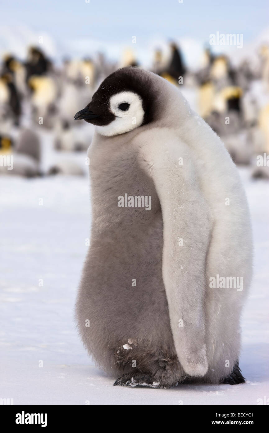 1 fluffy cute shy baby Emperor Penguin chick profile close-up, on ice