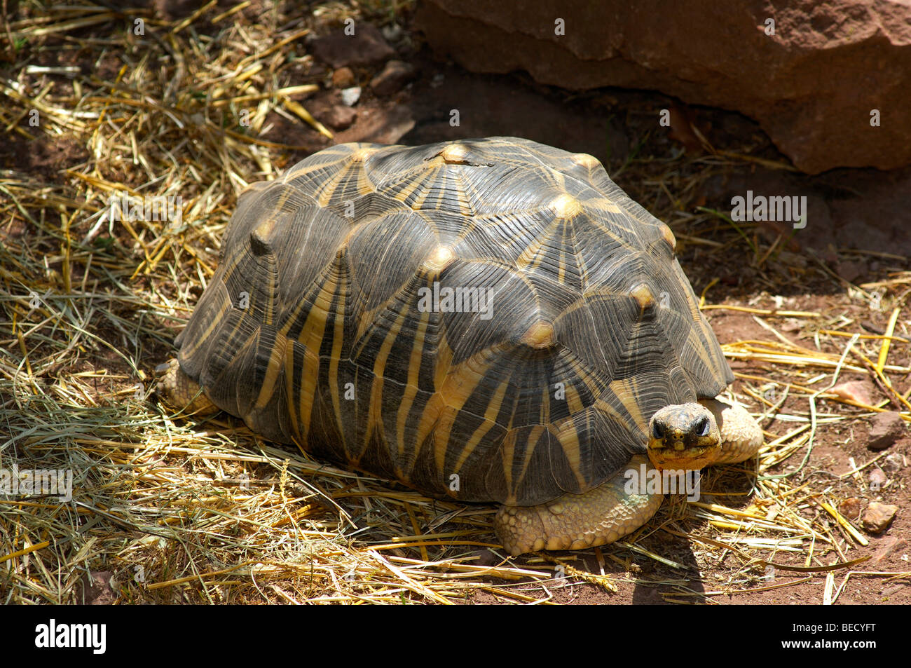 Radiated tortoise (Geochelone radiata), from Madagascar, in captivity Stock Photo