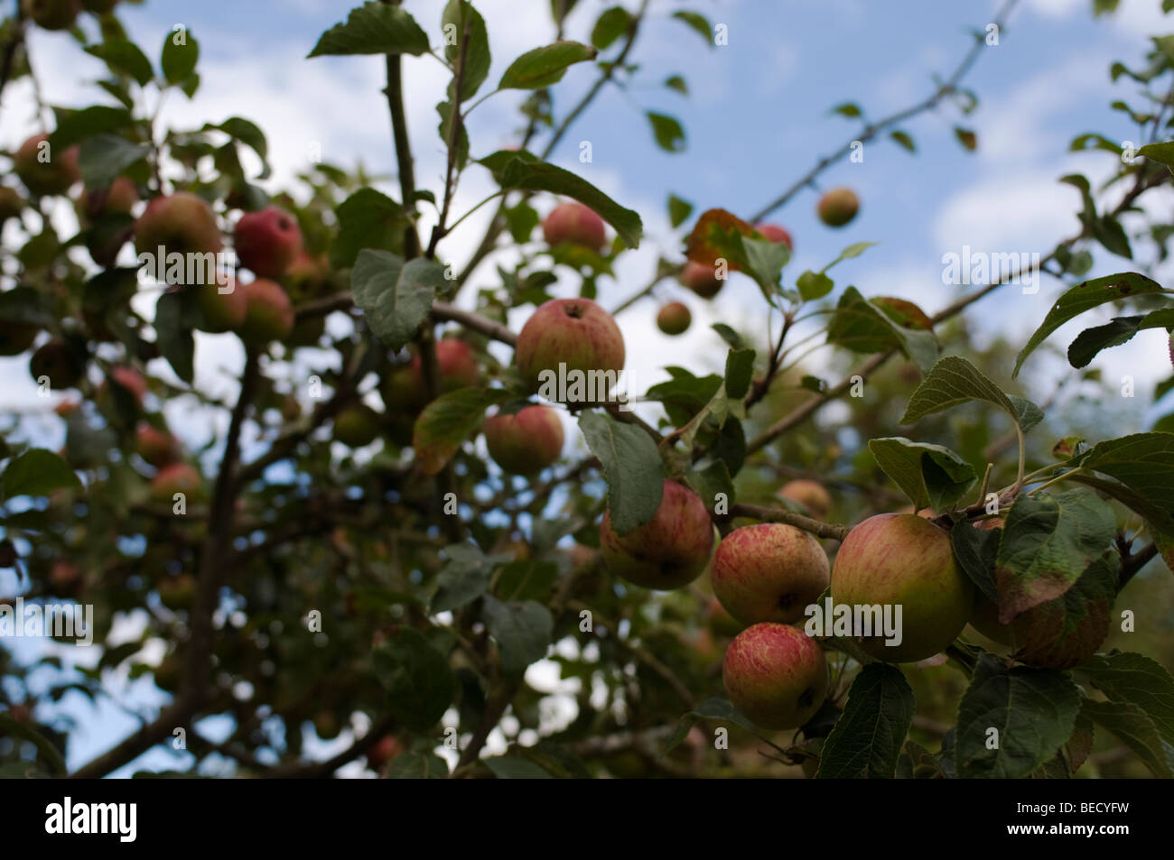 Apples growing on an apple tree in a vegetable garden Stock Photo - Alamy