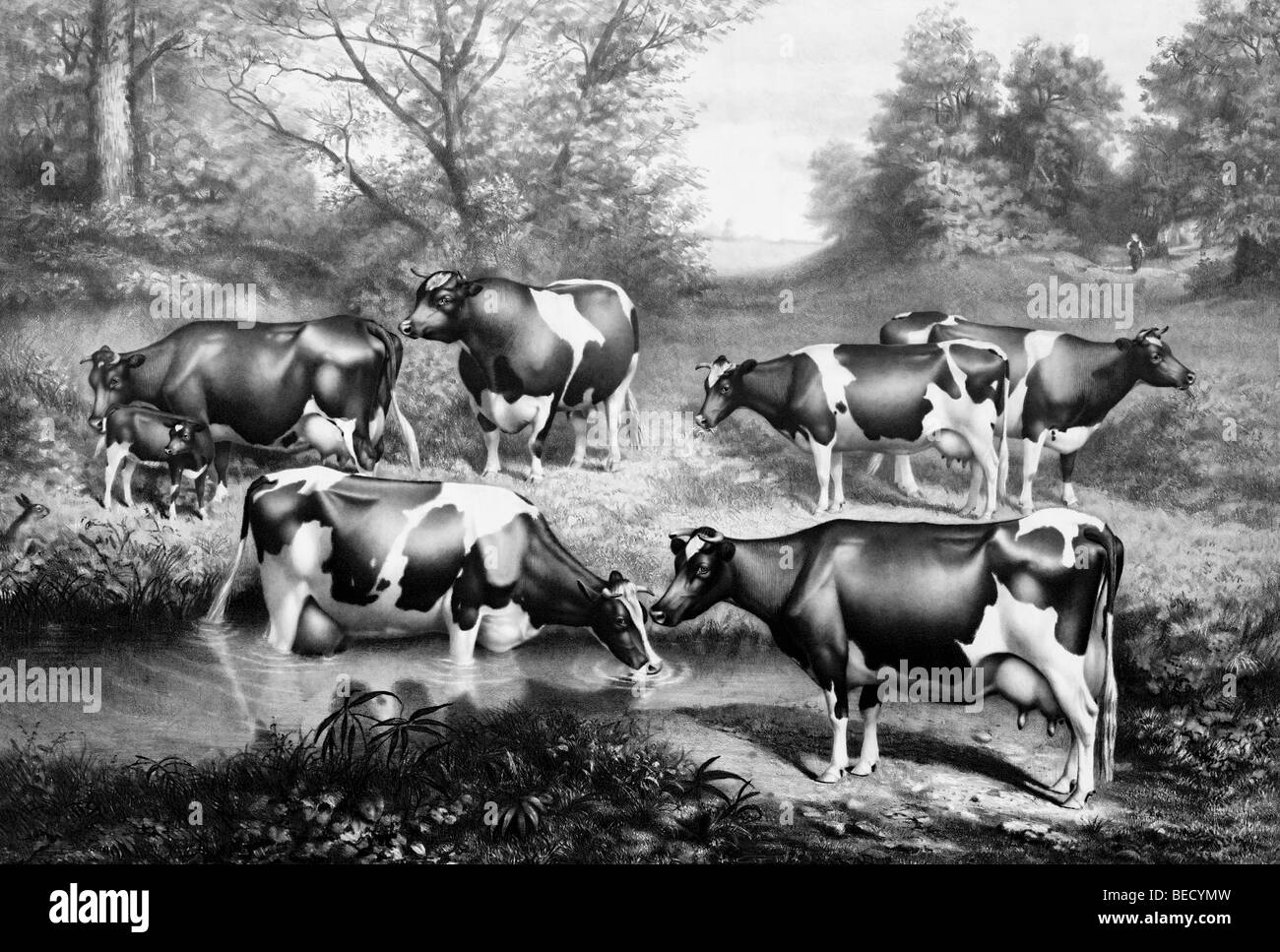 Holstein-Friesian cattle of the Brookbank herd. Iowa City, Iowa, 1886 Stock Photo