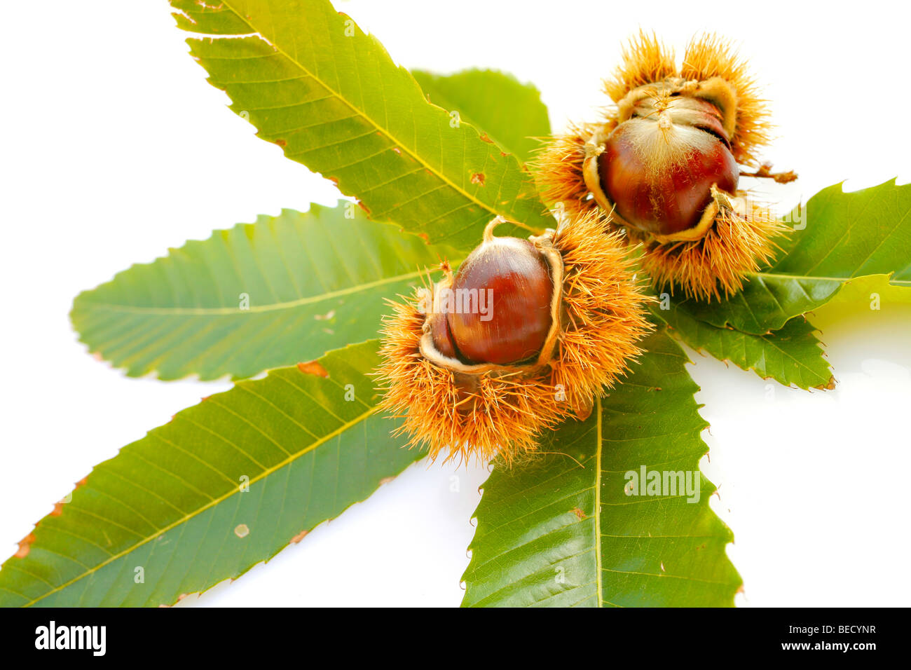 Ripe Sweet Chestnuts in spiky husks with green Sweet Chestnut leaves Stock Photo