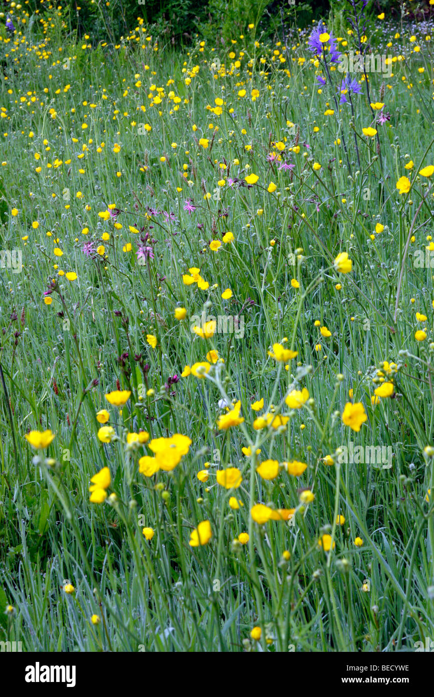 Ranunculus acris - meadow buttercup , Lychnis flos-cuculi - Ragged Robin and Camassia leichtlinii Stock Photo