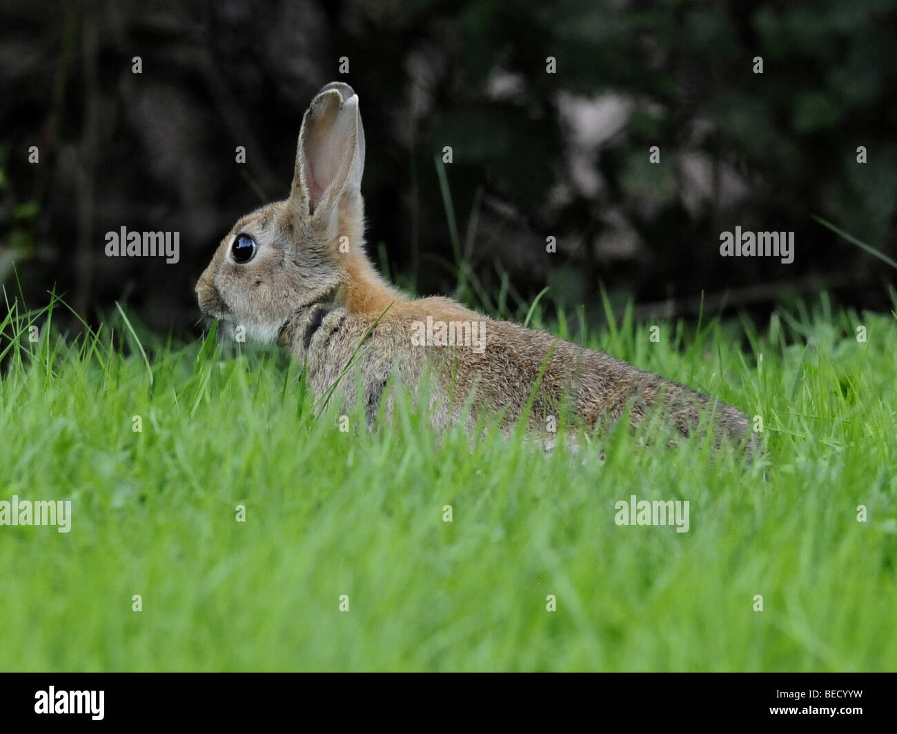 A wild rabbit, alert and ready to run. Stock Photo