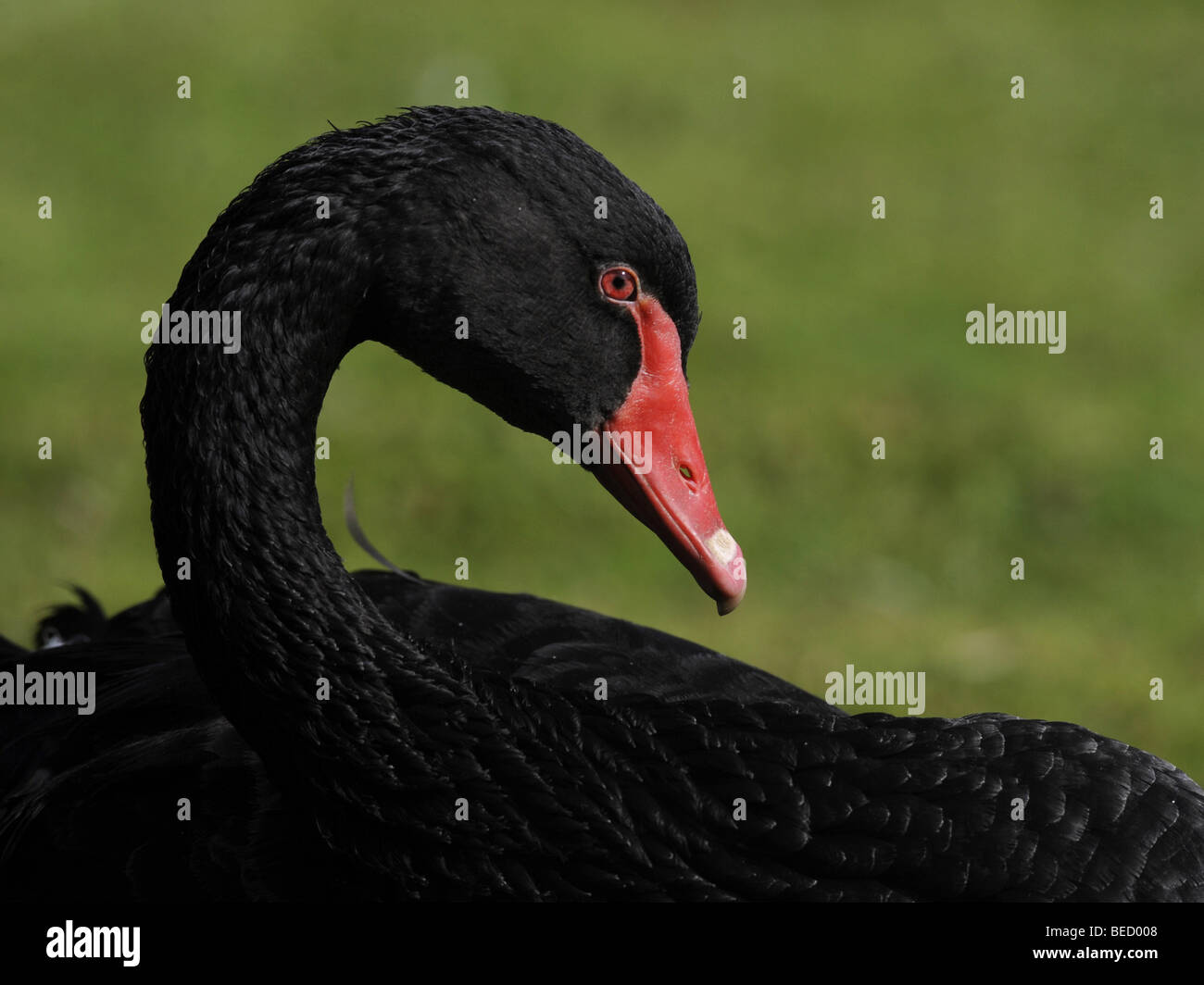 A black swan with a red beak sitting on the grass. Stock Photo