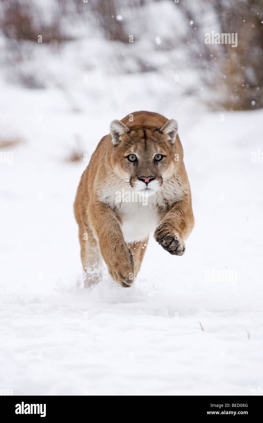 Running Cougar (Felis concolor) in the snow, Montana, USA Stock Photo