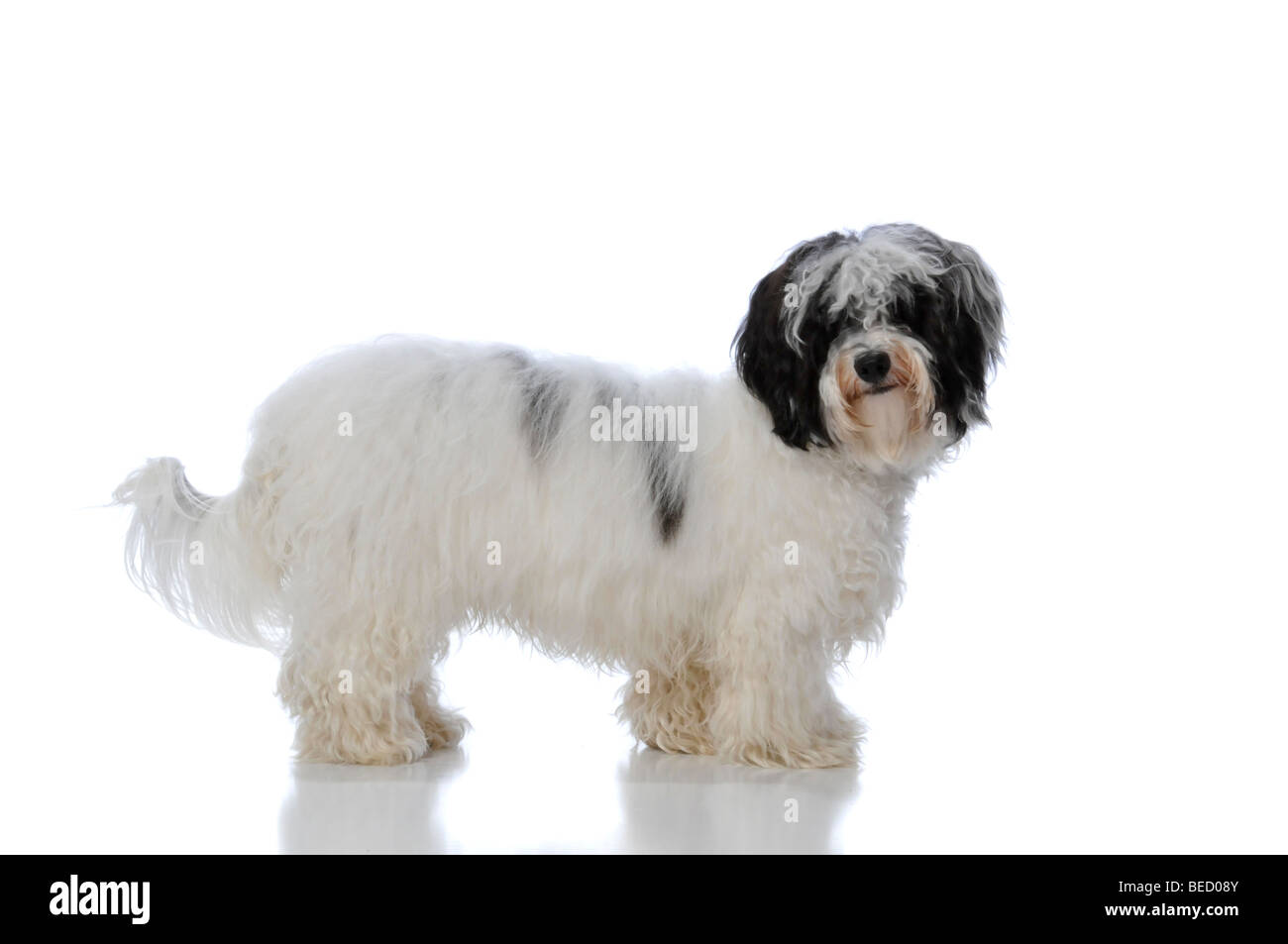 Portrait of a havanese dog isolated on a white background Stock Photo