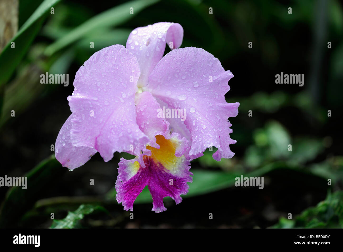 Orchid (Brassolaeliocattleya spec.) Stock Photo