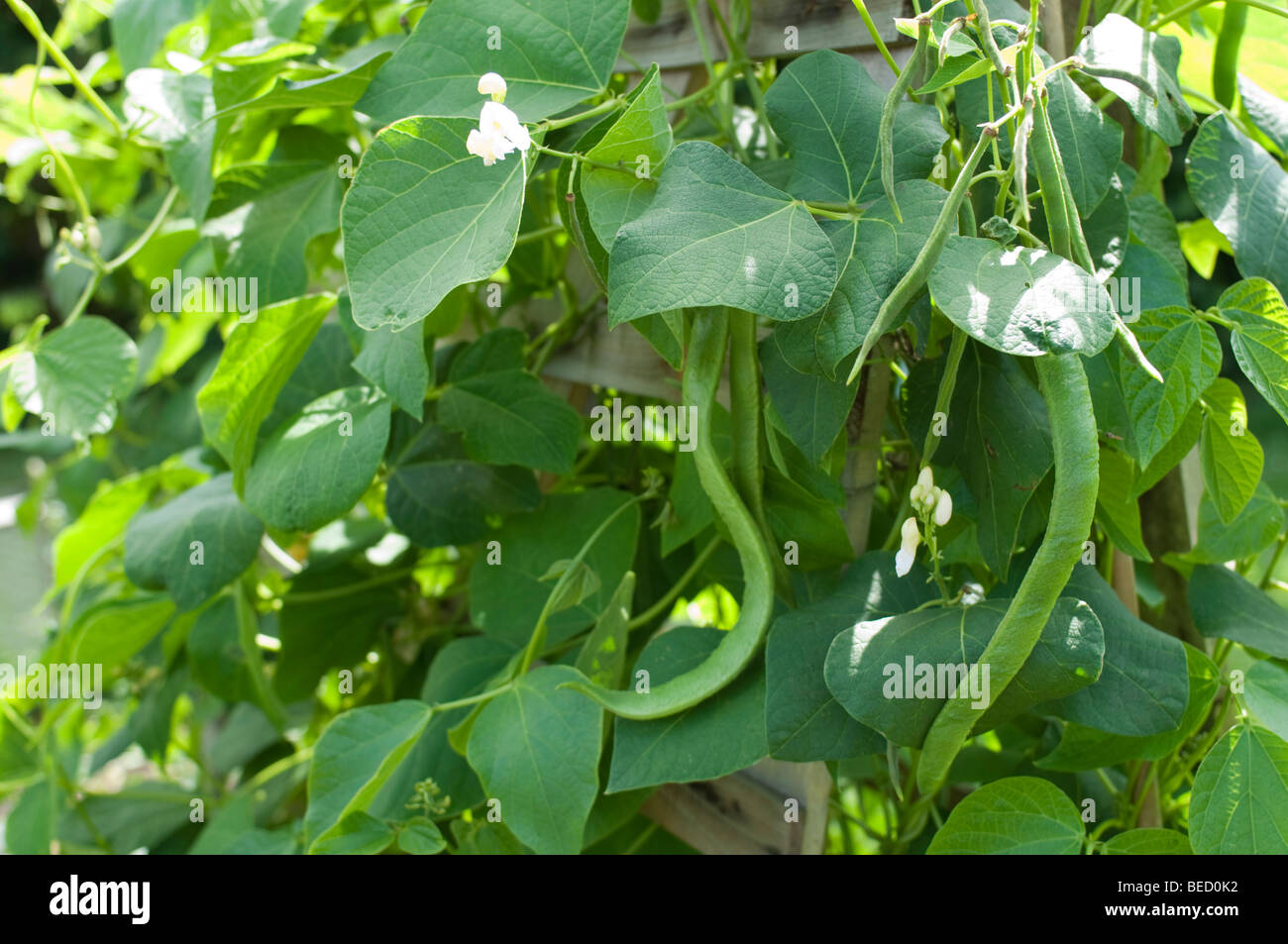 Green beans growing in a vegetable garden Stock Photo Alamy