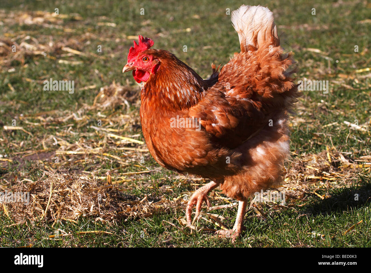 Barn fowl, hen, chicken, (Gallus gallus domesticus), free-range Stock Photo