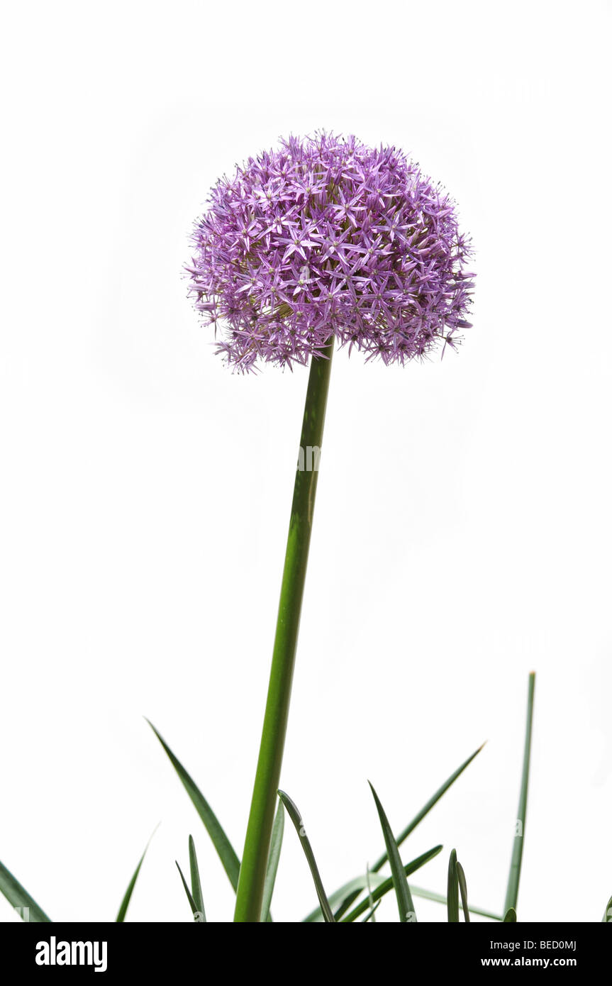 Giant allium flower isolated over black background Stock Photo Alamy