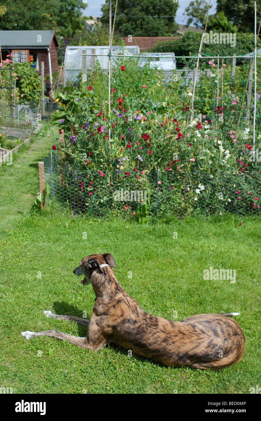 A dog relaxing in a vegetable garden Stock Photo - Alamy