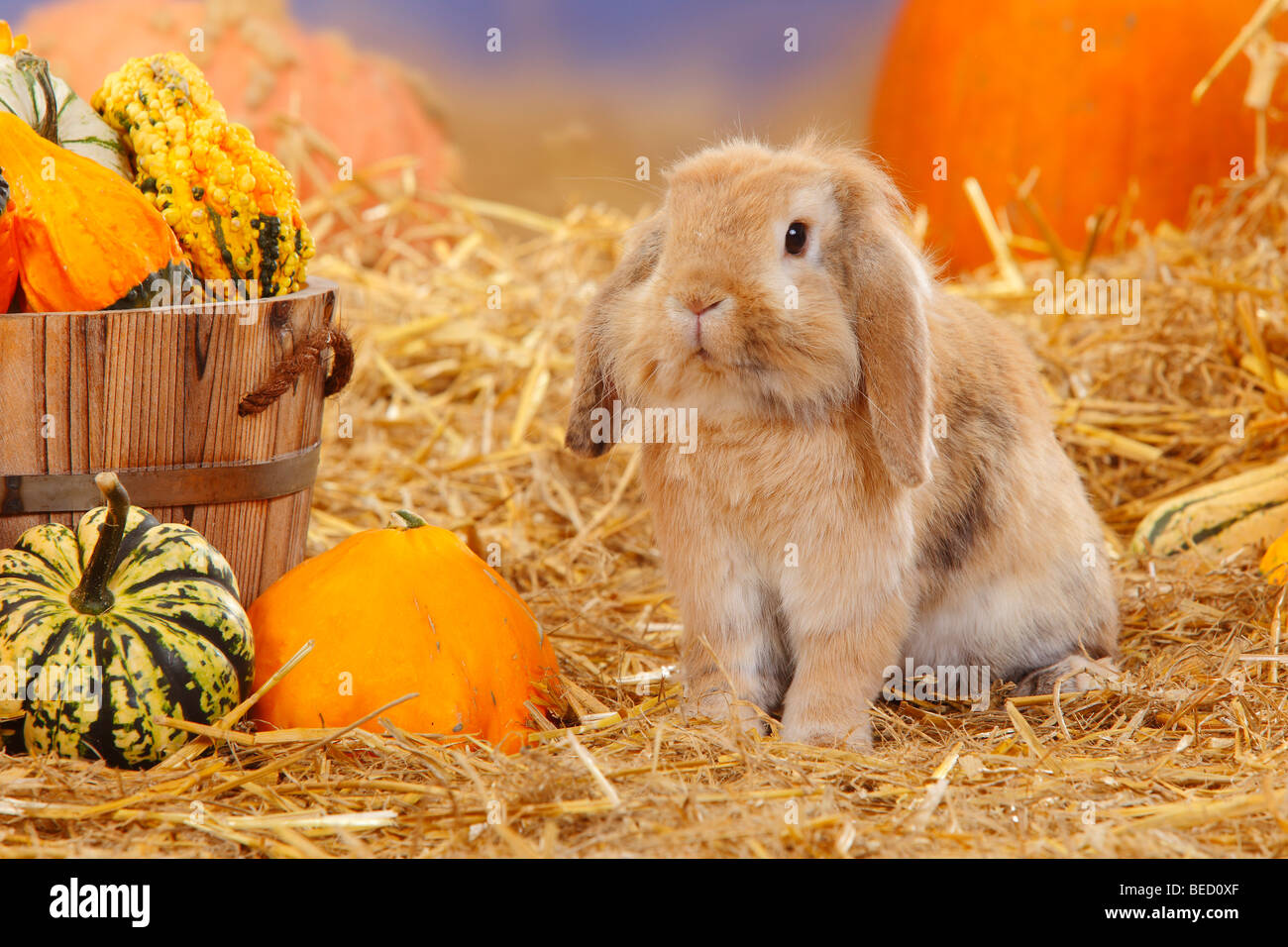 Lop-eared Dwarf Rabbit / Domestic Rabbit, straw Stock Photo