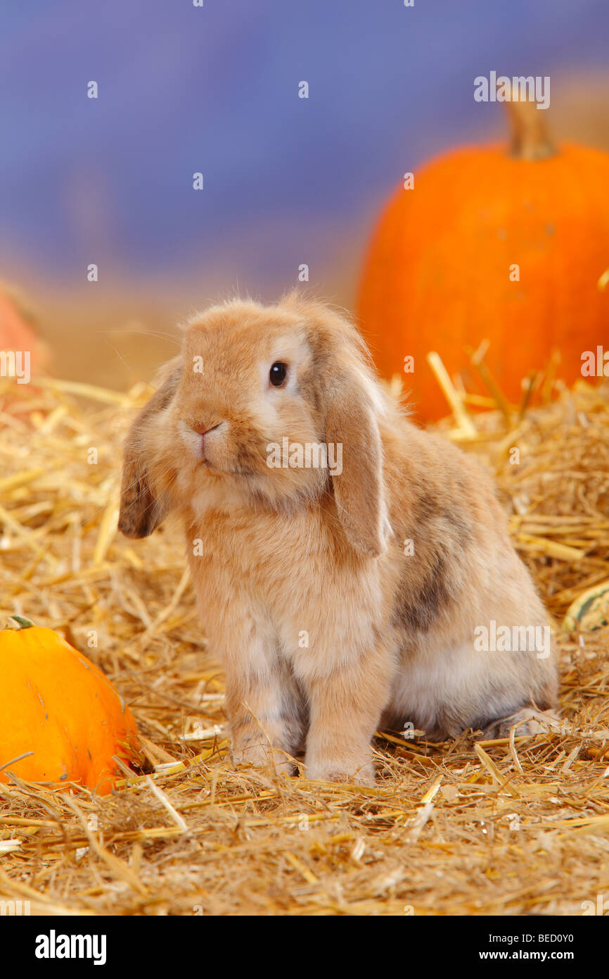 Lopeared Dwarf Rabbit / Domestic Rabbit, straw Stock Photo Alamy