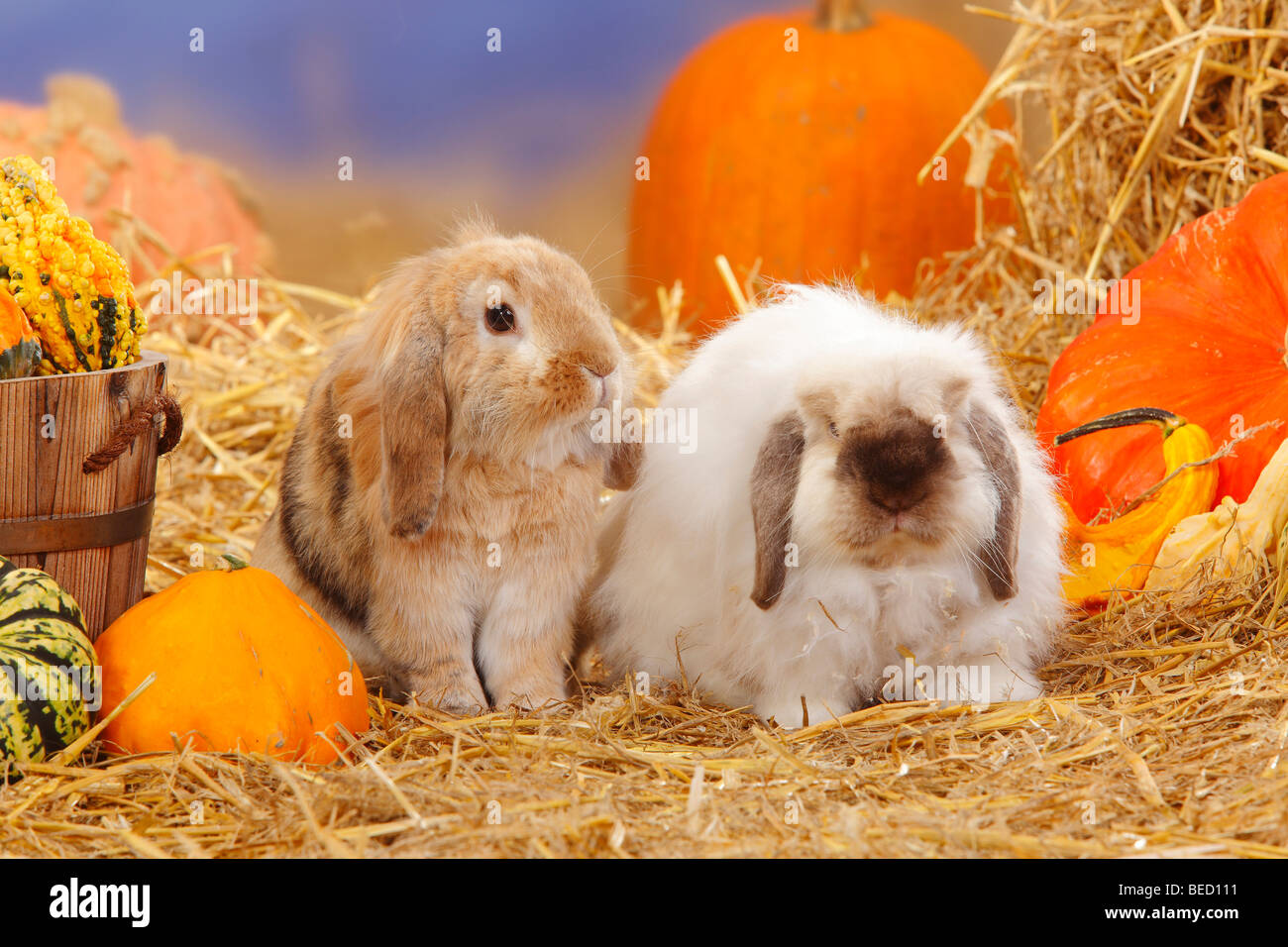 Lop-eared Dwarf Rabbits / Domestic Rabbit, straw Stock Photo