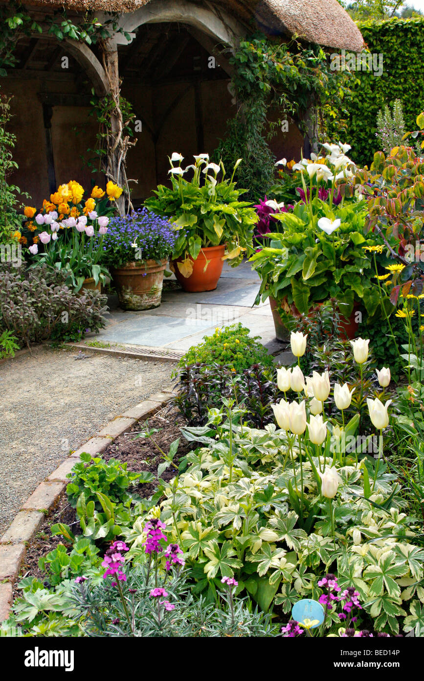 Pots with tulips and Zantedeschia, cottage garden RHS Rosemoor Stock Photo