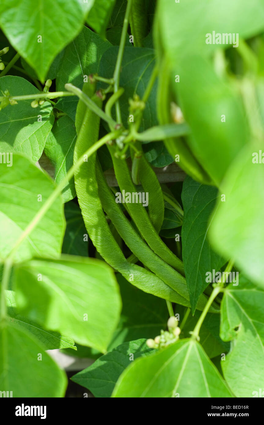 Green beans growing in a vegetable garden Stock Photo - Alamy