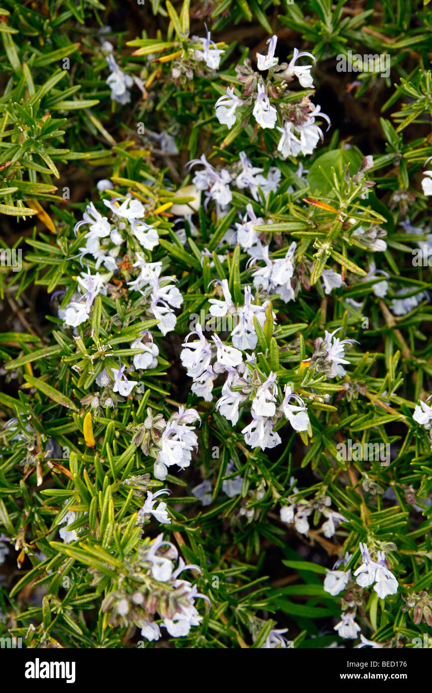 Rosmarinus officinalis 'McConnell's Blue' AGM Stock Photo