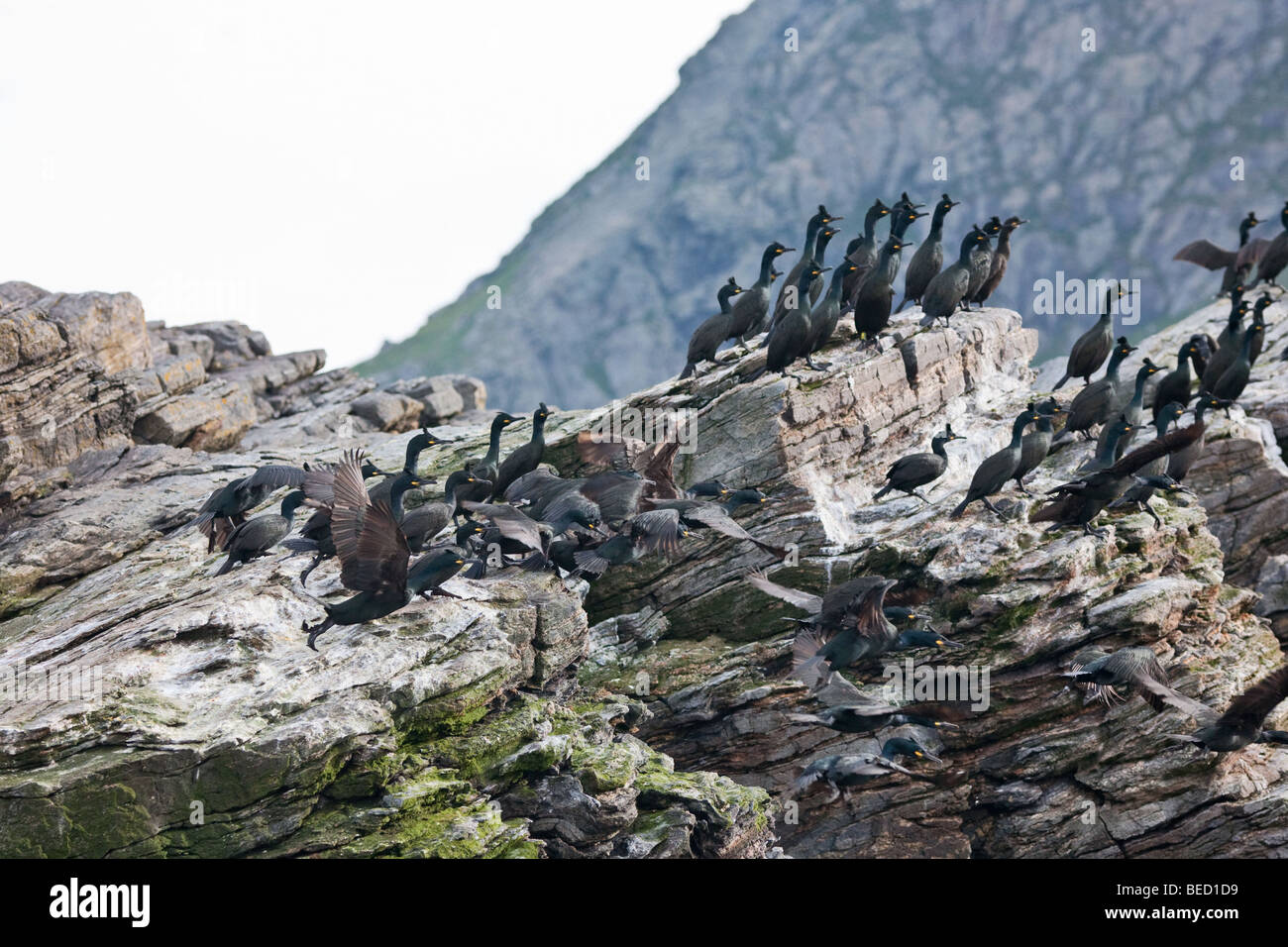European shag Sitting on a cliff Stock Photo