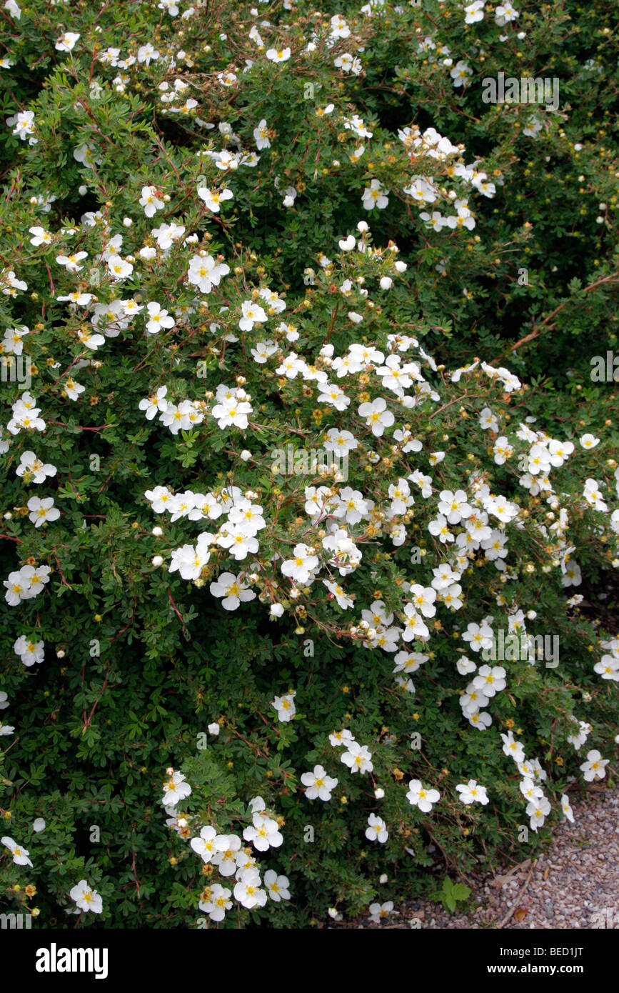 Overflødig Trampe Wreck Potentilla fruticosa white hi-res stock photography and images - Alamy