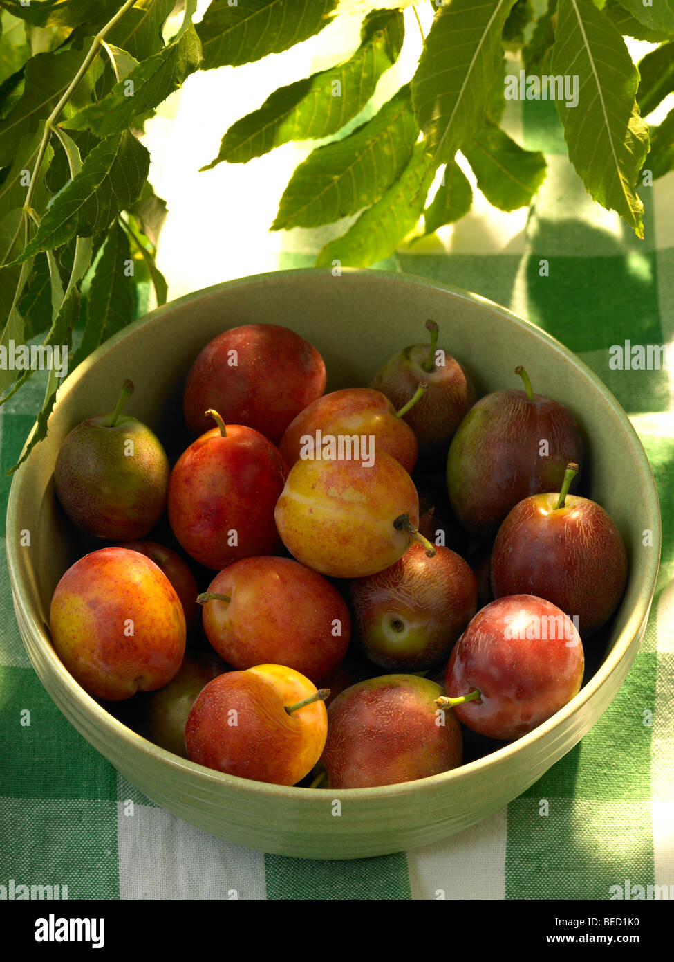 Victoria plums plum hires stock photography and images Alamy
