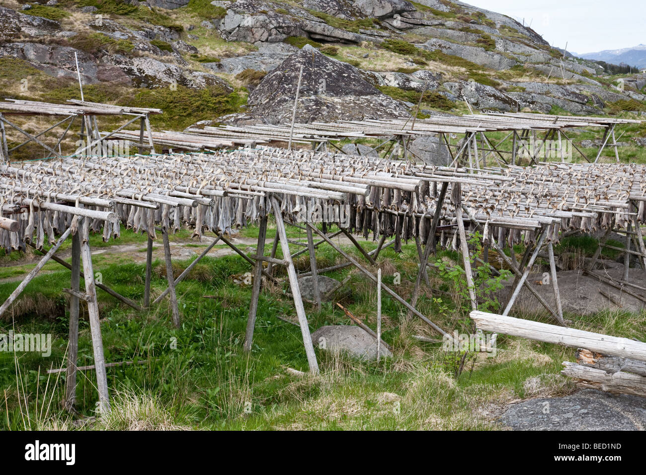 Drying cod on flakes hi-res stock photography and images - Alamy