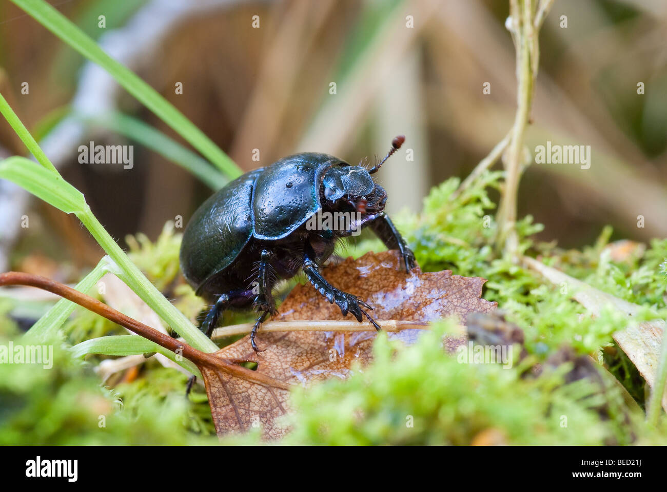 Dor Beetle (Geotrupes stercorarius) Stock Photo