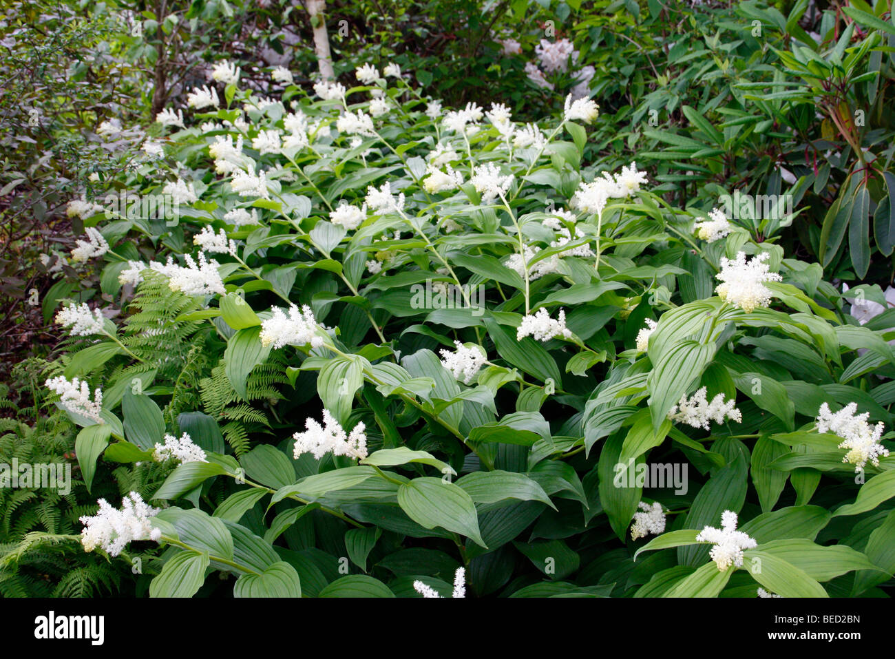 Maianthemum racemosum AGM growing in damp shade at RHS garden Rosemoor Stock Photo