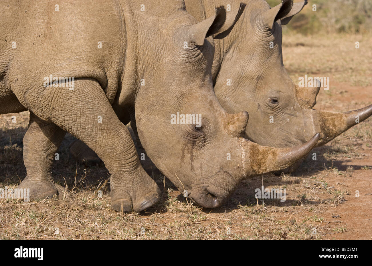 White Rhinos eating Stock Photo