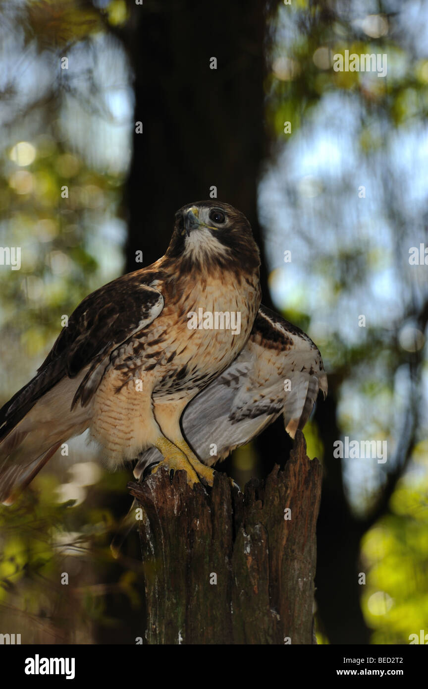 Red-tailed hawk, Buteo jamaicensis, Florida, captive Stock Photo