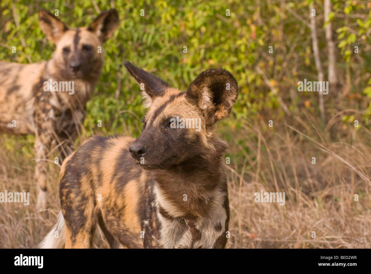 African Wild Dogs in South Africa Stock Photo Alamy