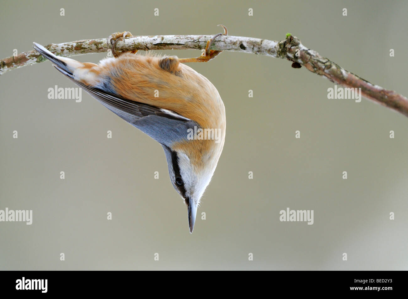 Eurasian Nuthatch (Sitta europaea) hanging on a branch Stock Photo