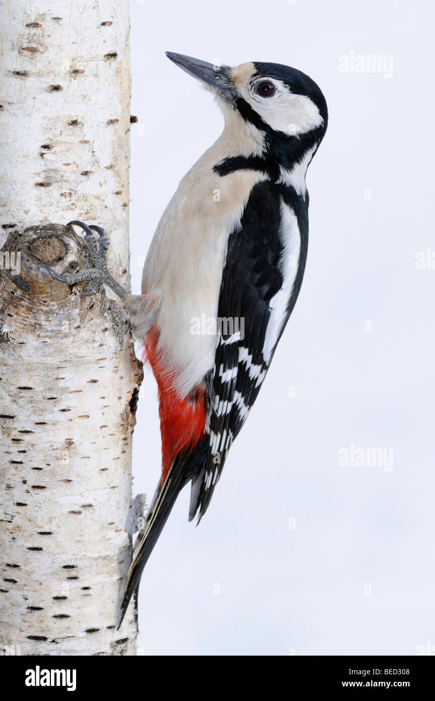 Great Spotted Woodpecker (Dendrocopos major) searching for food on a birch trunk Stock Photo