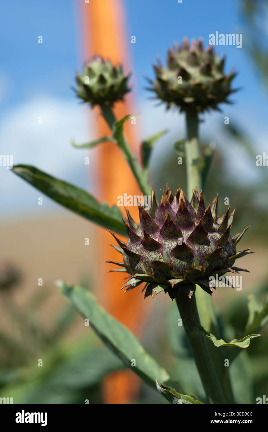 Artichokes growing in a vegetable garden, UK Stock Photo Alamy