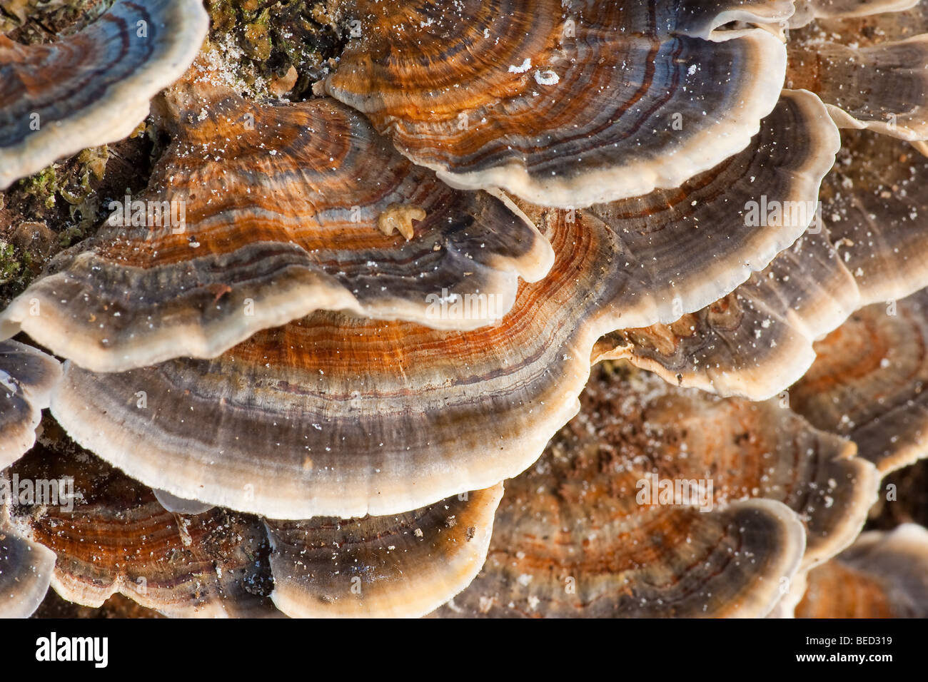 Bracket Fungi close-up Stock Photo