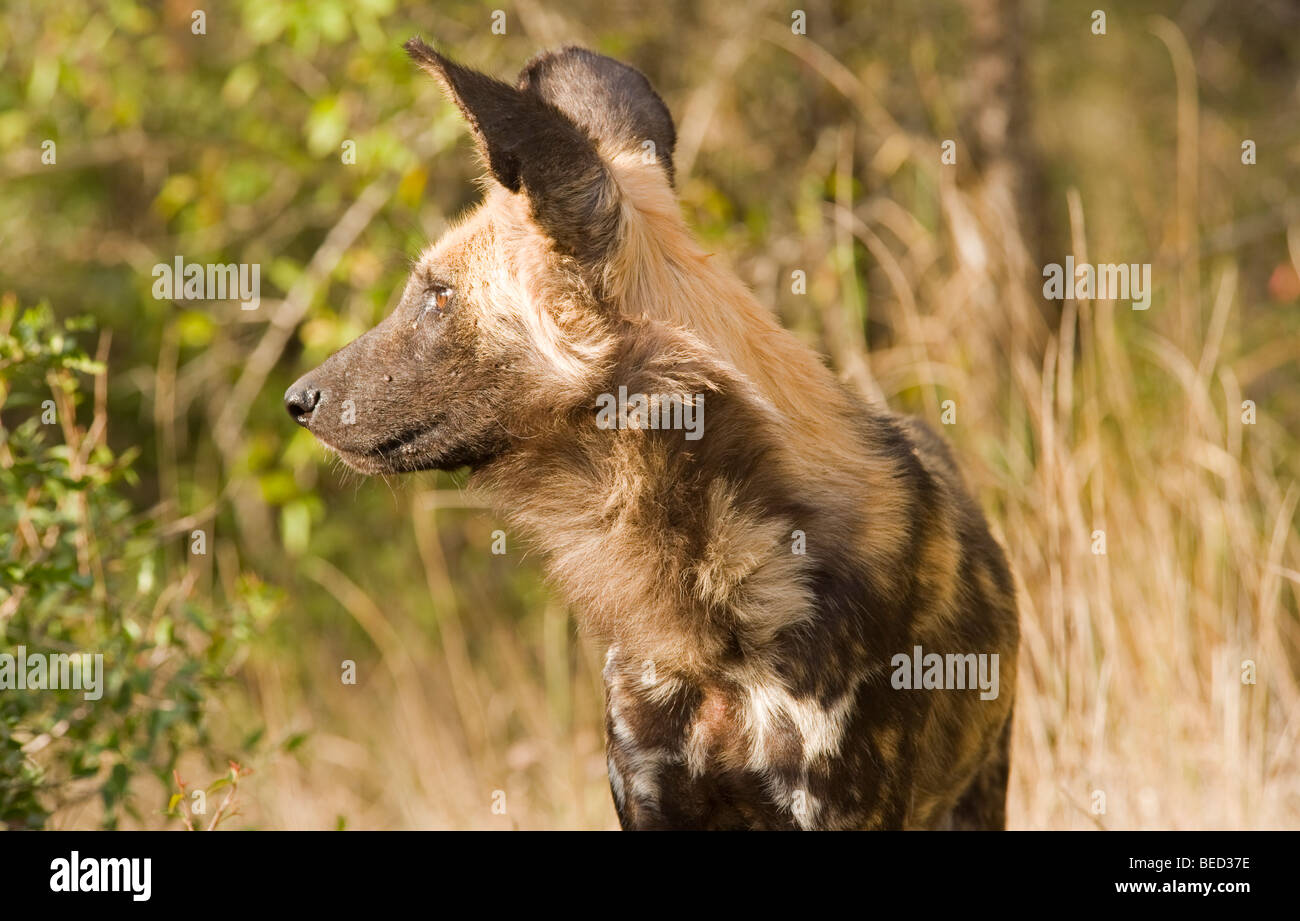 African Wild dog Stock Photo - Alamy